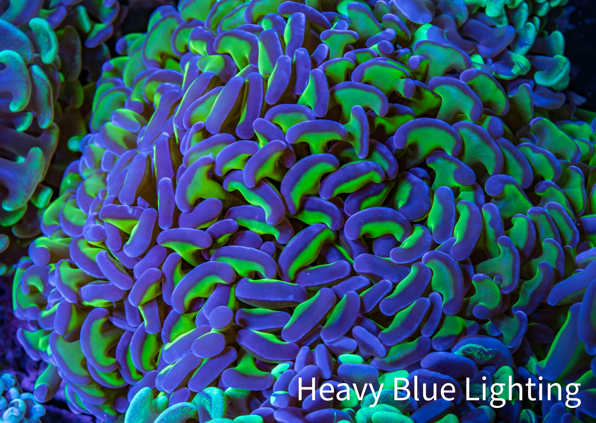Ultra Hammer Coral -  WYSIWYG 12cm B1R6B1 Ultra Hammer Coral -  WYSIWYG 12cm B1R6B1 Aquarium Decor Ultra Hammer Coral -  WYSIWYG 12cm B1R6B1 Zeo Box Reef