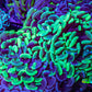 Ultra Hammer Coral -  WYSIWYG 12cm B5R6B1 Ultra Hammer Coral -  WYSIWYG 12cm B5R6B1 Aquarium Decor Ultra Hammer Coral -  WYSIWYG 12cm B5R6B1 Zeo Box Reef