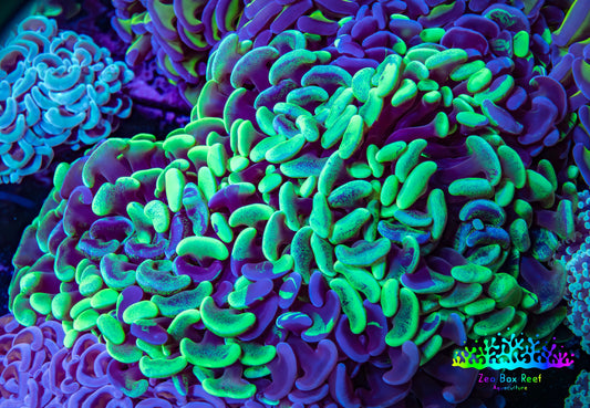Ultra Hammer Coral -  WYSIWYG 12cm B5R6B1 Ultra Hammer Coral -  WYSIWYG 12cm B5R6B1 Aquarium Decor Ultra Hammer Coral -  WYSIWYG 12cm B5R6B1 Zeo Box Reef