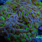 Ultra Hammer Coral -  WYSIWYG 12cm C1R6B1 Ultra Hammer Coral -  WYSIWYG 12cm C1R6B1 Aquarium Decor Ultra Hammer Coral -  WYSIWYG 12cm C1R6B1 Zeo Box Reef