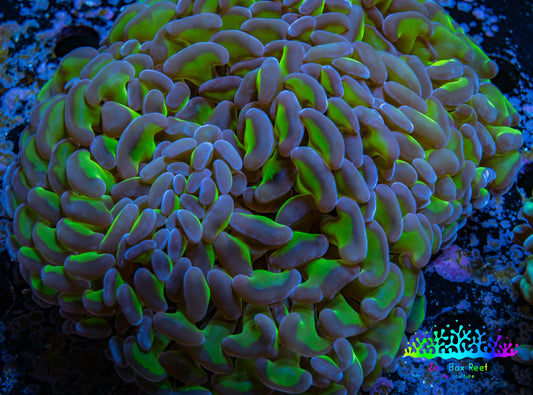 Ultra Hammer Coral -  WYSIWYG 12cm C1R6B1 Ultra Hammer Coral -  WYSIWYG 12cm C1R6B1 Aquarium Decor Ultra Hammer Coral -  WYSIWYG 12cm C1R6B1 Zeo Box Reef