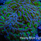 Ultra Hammer Coral -  WYSIWYG 12cm C1R6B1 Ultra Hammer Coral -  WYSIWYG 12cm C1R6B1 Aquarium Decor Ultra Hammer Coral -  WYSIWYG 12cm C1R6B1 Zeo Box Reef