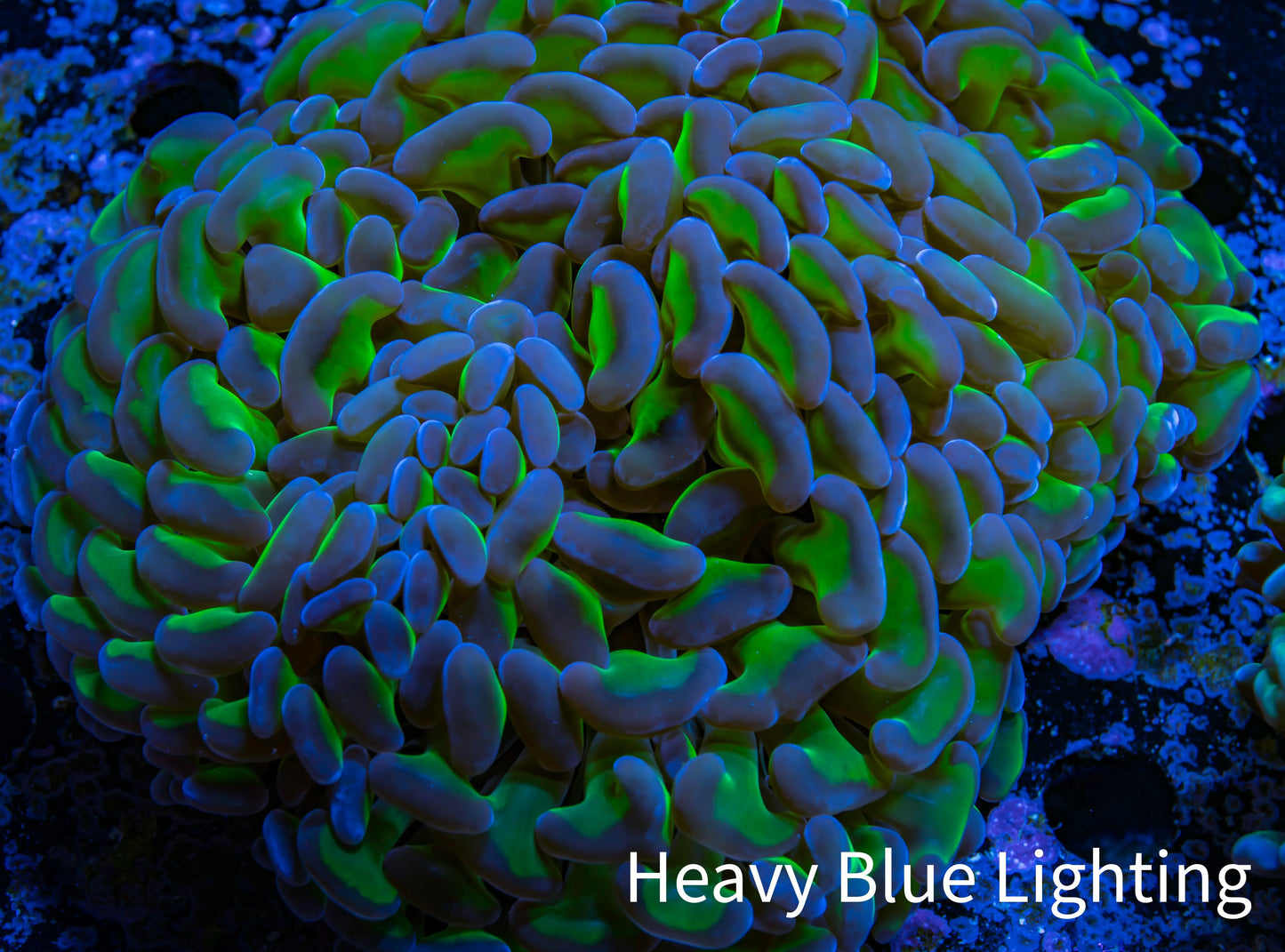 Ultra Hammer Coral -  WYSIWYG 12cm C1R6B1 Ultra Hammer Coral -  WYSIWYG 12cm C1R6B1 Aquarium Decor Ultra Hammer Coral -  WYSIWYG 12cm C1R6B1 Zeo Box Reef