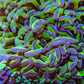 Ultra Hammer Coral -  WYSIWYG 12cm C6R6B1 Ultra Hammer Coral -  WYSIWYG 12cm C6R6B1 Aquarium Decor Ultra Hammer Coral -  WYSIWYG 12cm C6R6B1 Zeo Box Reef