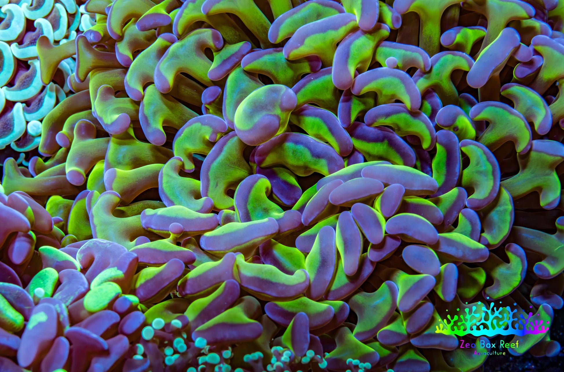 Ultra Hammer Coral -  WYSIWYG 12cm C6R6B1 Ultra Hammer Coral -  WYSIWYG 12cm C6R6B1 Aquarium Decor Ultra Hammer Coral -  WYSIWYG 12cm C6R6B1 Zeo Box Reef