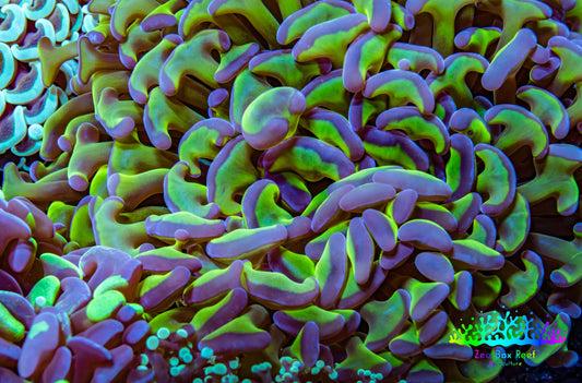 Ultra Hammer Coral -  WYSIWYG 12cm C6R6B1 Ultra Hammer Coral -  WYSIWYG 12cm C6R6B1 Aquarium Decor Ultra Hammer Coral -  WYSIWYG 12cm C6R6B1 Zeo Box Reef