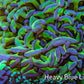 Ultra Hammer Coral -  WYSIWYG 12cm C6R6B1 Ultra Hammer Coral -  WYSIWYG 12cm C6R6B1 Aquarium Decor Ultra Hammer Coral -  WYSIWYG 12cm C6R6B1 Zeo Box Reef
