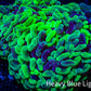 Ultra Hammer Coral -  WYSIWYG 12cm (Copy) Ultra Hammer Coral -  WYSIWYG 12cm (Copy) Aquarium Decor Ultra Hammer Coral -  WYSIWYG 12cm (Copy) Zeo Box Reef