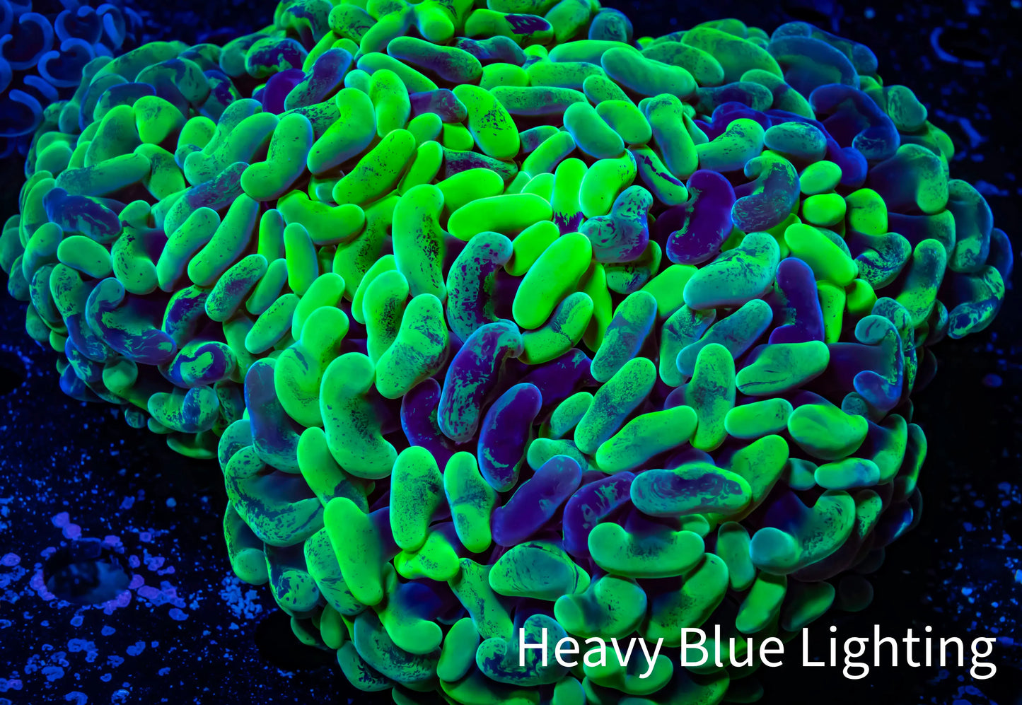 Ultra Hammer Coral -  WYSIWYG 12cm (Copy) Ultra Hammer Coral -  WYSIWYG 12cm (Copy) Aquarium Decor Ultra Hammer Coral -  WYSIWYG 12cm (Copy) Zeo Box Reef