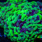 Ultra Hammer Coral -  WYSIWYG 12cm (Copy) Ultra Hammer Coral -  WYSIWYG 12cm (Copy) Aquarium Decor Ultra Hammer Coral -  WYSIWYG 12cm (Copy) Zeo Box Reef