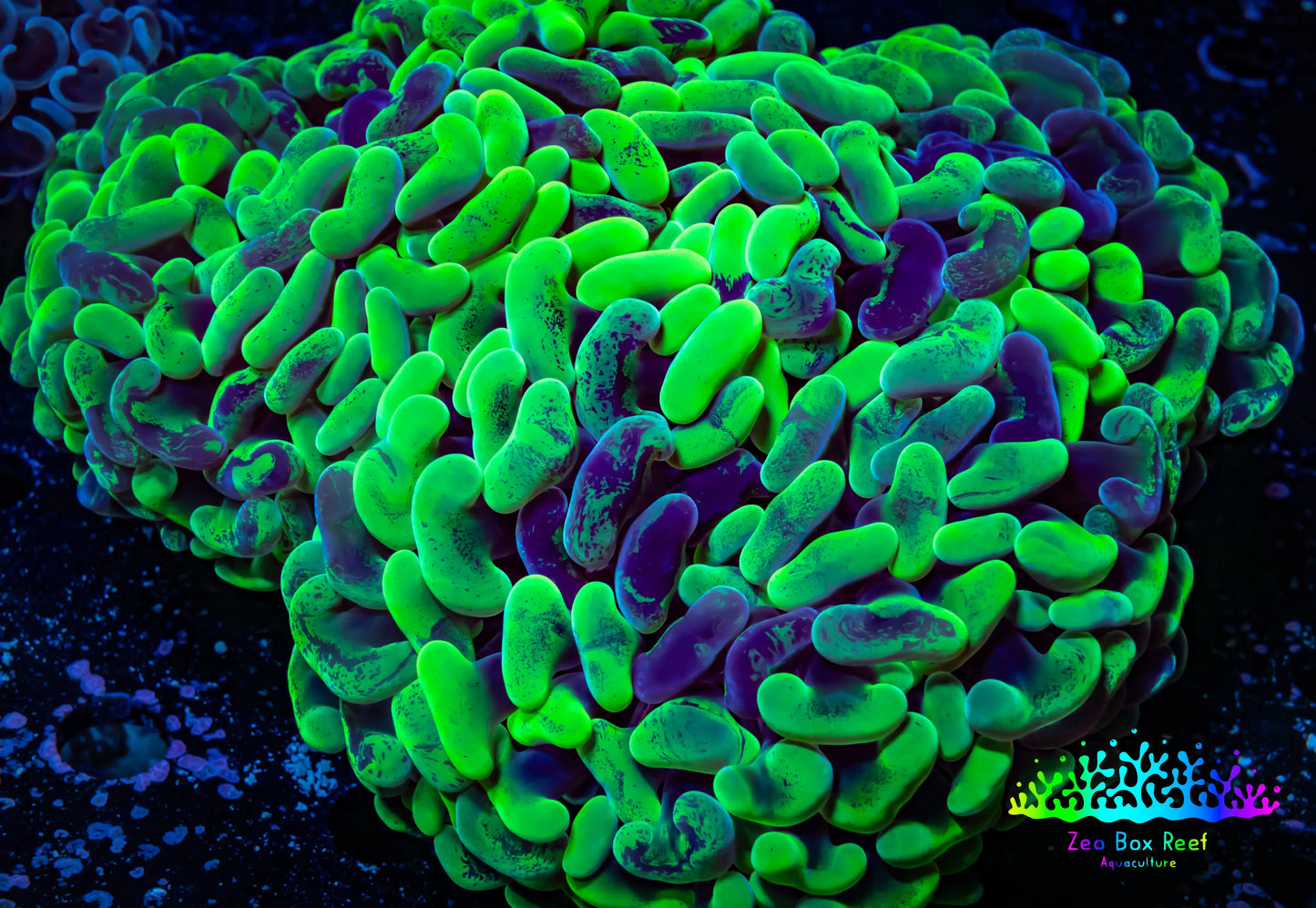 Ultra Hammer Coral -  WYSIWYG 12cm (Copy) Ultra Hammer Coral -  WYSIWYG 12cm (Copy) Aquarium Decor Ultra Hammer Coral -  WYSIWYG 12cm (Copy) Zeo Box Reef