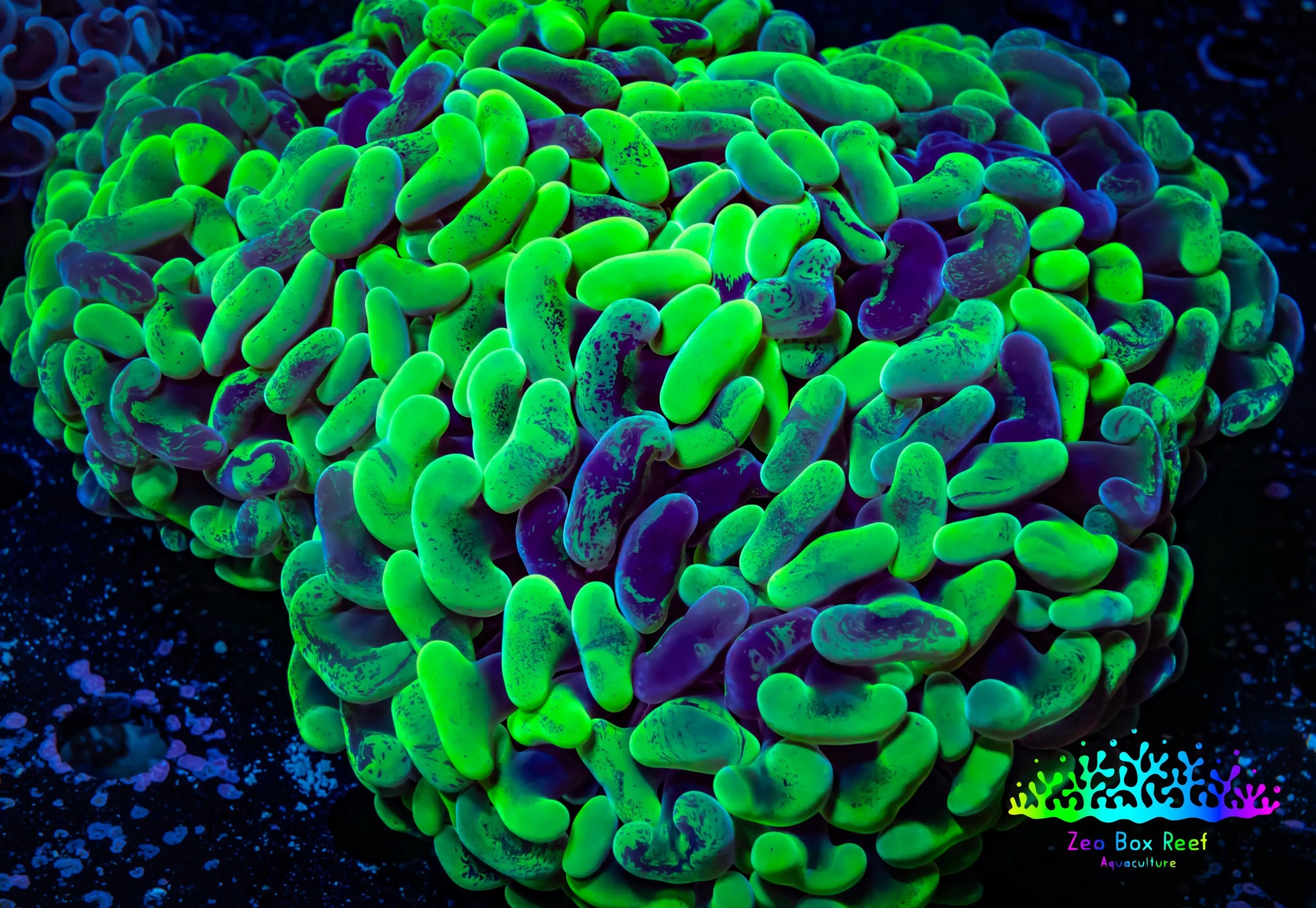 Ultra Hammer Coral -  WYSIWYG 12cm (Copy) Ultra Hammer Coral -  WYSIWYG 12cm (Copy) Aquarium Decor Ultra Hammer Coral -  WYSIWYG 12cm (Copy) Zeo Box Reef