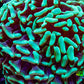 Ultra Hammer Coral -  WYSIWYG 13cm A1R5B1 Ultra Hammer Coral -  WYSIWYG 13cm A1R5B1 Aquarium Decor Ultra Hammer Coral -  WYSIWYG 13cm A1R5B1 Zeo Box Reef