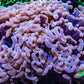 Ultra Hammer Coral -  WYSIWYG 13cm B1R5B1 Ultra Hammer Coral -  WYSIWYG 13cm B1R5B1 Aquarium Decor Ultra Hammer Coral -  WYSIWYG 13cm B1R5B1 Zeo Box Reef