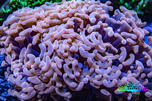 Ultra Hammer Coral -  WYSIWYG 13cm B1R5B1 Ultra Hammer Coral -  WYSIWYG 13cm B1R5B1 Aquarium Decor Ultra Hammer Coral -  WYSIWYG 13cm B1R5B1 Zeo Box Reef
