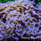 Ultra Hammer Coral -  WYSIWYG 13cm B1R5B1 Ultra Hammer Coral -  WYSIWYG 13cm B1R5B1 Aquarium Decor Ultra Hammer Coral -  WYSIWYG 13cm B1R5B1 Zeo Box Reef