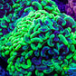 Ultra Hammer Coral -  WYSIWYG 13cm B1R6B1 Ultra Hammer Coral -  WYSIWYG 13cm B1R6B1 Aquarium Decor Ultra Hammer Coral -  WYSIWYG 13cm B1R6B1 Zeo Box Reef