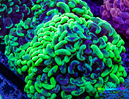 Ultra Hammer Coral -  WYSIWYG 13cm B1R6B1 Ultra Hammer Coral -  WYSIWYG 13cm B1R6B1 Aquarium Decor Ultra Hammer Coral -  WYSIWYG 13cm B1R6B1 Zeo Box Reef