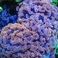 Ultra Hammer Coral -  WYSIWYG 13cm B2R6B1 Ultra Hammer Coral -  WYSIWYG 13cm B2R6B1 Aquarium Decor Ultra Hammer Coral -  WYSIWYG 13cm B2R6B1 Zeo Box Reef