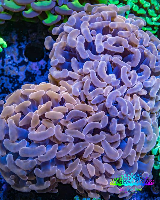 Ultra Hammer Coral -  WYSIWYG 13cm B2R6B1 Ultra Hammer Coral -  WYSIWYG 13cm B2R6B1 Aquarium Decor Ultra Hammer Coral -  WYSIWYG 13cm B2R6B1 Zeo Box Reef