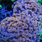 Ultra Hammer Coral -  WYSIWYG 13cm B2R6B1 Ultra Hammer Coral -  WYSIWYG 13cm B2R6B1 Aquarium Decor Ultra Hammer Coral -  WYSIWYG 13cm B2R6B1 Zeo Box Reef