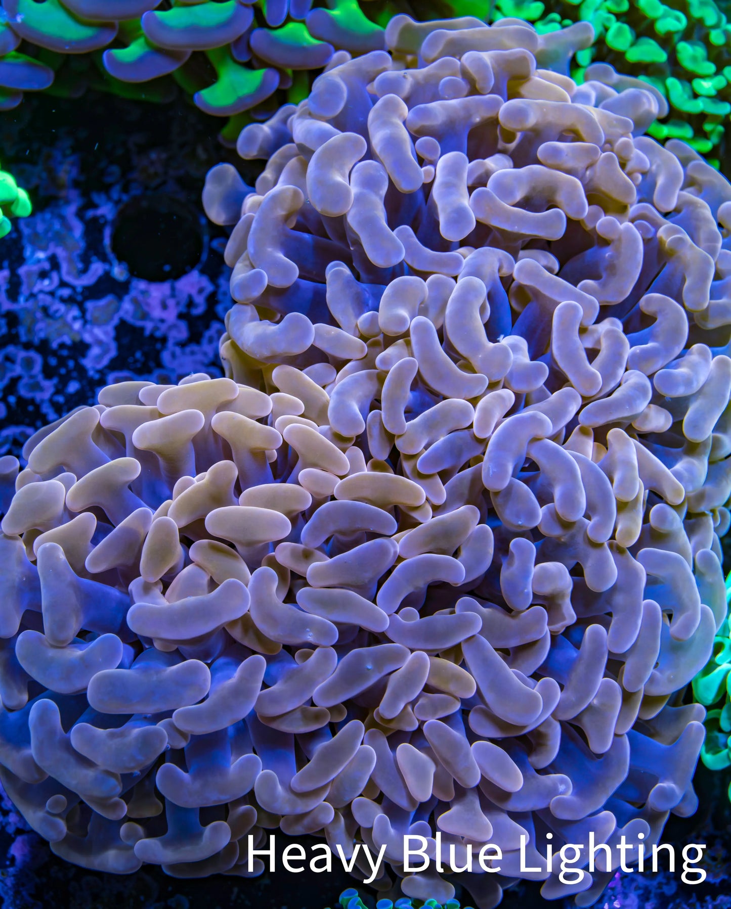 Ultra Hammer Coral -  WYSIWYG 13cm B2R6B1 Ultra Hammer Coral -  WYSIWYG 13cm B2R6B1 Aquarium Decor Ultra Hammer Coral -  WYSIWYG 13cm B2R6B1 Zeo Box Reef