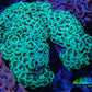 Ultra Hammer Coral -  WYSIWYG 13cm B3R6B1 Ultra Hammer Coral -  WYSIWYG 13cm B3R6B1 Aquarium Decor Ultra Hammer Coral -  WYSIWYG 13cm B3R6B1 Zeo Box Reef