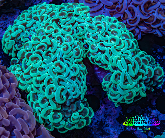 Ultra Hammer Coral -  WYSIWYG 13cm B3R6B1 Ultra Hammer Coral -  WYSIWYG 13cm B3R6B1 Aquarium Decor Ultra Hammer Coral -  WYSIWYG 13cm B3R6B1 Zeo Box Reef