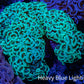 Ultra Hammer Coral -  WYSIWYG 13cm B3R6B1 Ultra Hammer Coral -  WYSIWYG 13cm B3R6B1 Aquarium Decor Ultra Hammer Coral -  WYSIWYG 13cm B3R6B1 Zeo Box Reef
