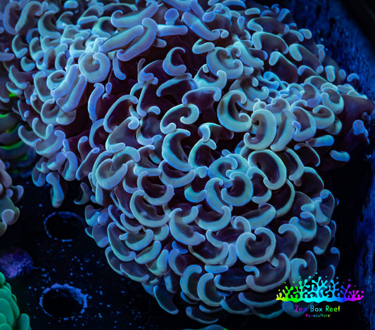 Ultra Hammer Coral -  WYSIWYG 13cm D2R6B1 Ultra Hammer Coral -  WYSIWYG 13cm D2R6B1 Aquarium Decor Ultra Hammer Coral -  WYSIWYG 13cm D2R6B1 Zeo Box Reef