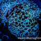 Ultra Hammer Coral -  WYSIWYG 13cm D2R6B1 Ultra Hammer Coral -  WYSIWYG 13cm D2R6B1 Aquarium Decor Ultra Hammer Coral -  WYSIWYG 13cm D2R6B1 Zeo Box Reef