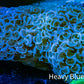 Ultra Hammer Coral -  WYSIWYG 13cm Ultra Hammer Coral -  WYSIWYG 13cm Aquarium Decor Ultra Hammer Coral -  WYSIWYG 13cm Zeo Box Reef