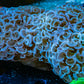 Ultra Hammer Coral -  WYSIWYG 13cm Ultra Hammer Coral -  WYSIWYG 13cm Aquarium Decor Ultra Hammer Coral -  WYSIWYG 13cm Zeo Box Reef