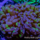 Ultra Hammer Coral WYSIWYG 4cm B3R5B1 Ultra Hammer Coral WYSIWYG 4cm B3R5B1 Aquarium Decor Ultra Hammer Coral WYSIWYG 4cm B3R5B1 Zeo Box Reef