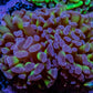 Ultra Hammer Coral WYSIWYG 4cm B3R5B1 Ultra Hammer Coral WYSIWYG 4cm B3R5B1 Aquarium Decor Ultra Hammer Coral WYSIWYG 4cm B3R5B1 Zeo Box Reef