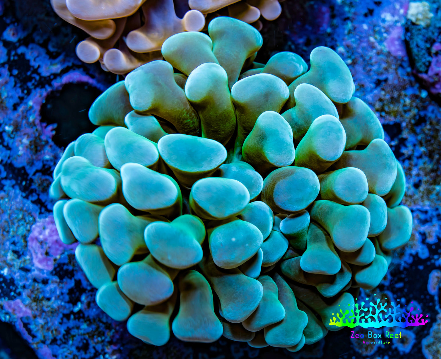 Ultra Hammer Coral -  WYSIWYG 4cm C1R5B1 Ultra Hammer Coral -  WYSIWYG 4cm C1R5B1 Aquarium Decor Ultra Hammer Coral -  WYSIWYG 4cm C1R5B1 Zeo Box Reef