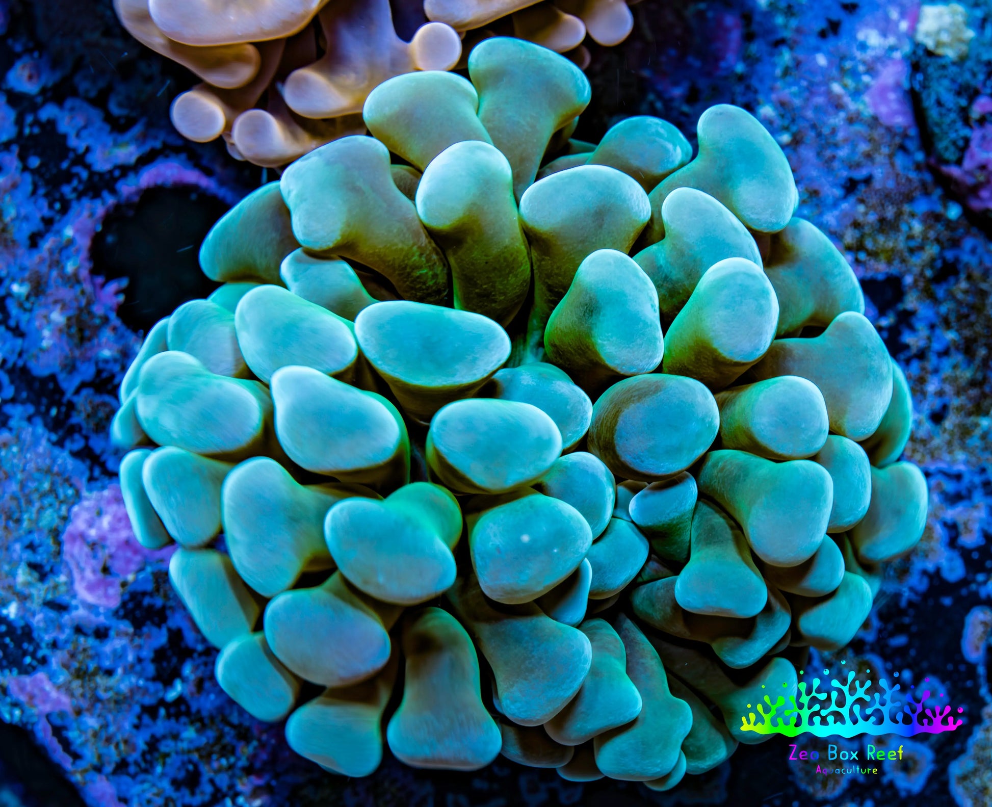Ultra Hammer Coral -  WYSIWYG 4cm C1R5B1 Ultra Hammer Coral -  WYSIWYG 4cm C1R5B1 Aquarium Decor Ultra Hammer Coral -  WYSIWYG 4cm C1R5B1 Zeo Box Reef