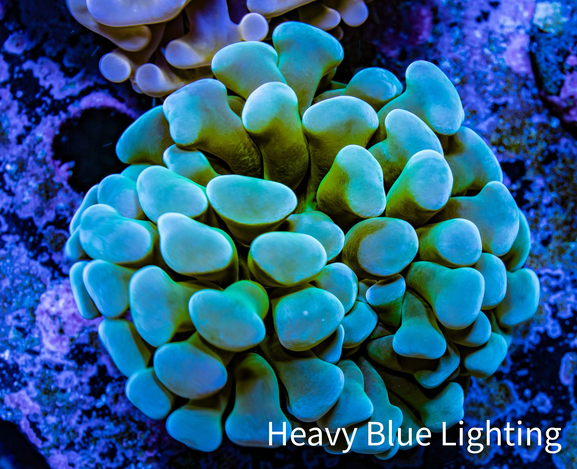 Ultra Hammer Coral -  WYSIWYG 4cm C1R5B1 Ultra Hammer Coral -  WYSIWYG 4cm C1R5B1 Aquarium Decor Ultra Hammer Coral -  WYSIWYG 4cm C1R5B1 Zeo Box Reef