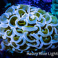Ultra Hammer Coral -  WYSIWYG 4cm C2R6B1 Ultra Hammer Coral -  WYSIWYG 4cm C2R6B1 Aquarium Decor Ultra Hammer Coral -  WYSIWYG 4cm C2R6B1 Zeo Box Reef