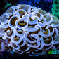 Ultra Hammer Coral -  WYSIWYG 4cm C2R6B1 Ultra Hammer Coral -  WYSIWYG 4cm C2R6B1 Aquarium Decor Ultra Hammer Coral -  WYSIWYG 4cm C2R6B1 Zeo Box Reef