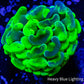 Ultra Hammer Coral WYSIWYG 4cm Ultra Hammer Coral WYSIWYG 4cm Aquarium Decor Ultra Hammer Coral WYSIWYG 4cm Zeo Box Reef