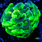Ultra Hammer Coral WYSIWYG 4cm Ultra Hammer Coral WYSIWYG 4cm Aquarium Decor Ultra Hammer Coral WYSIWYG 4cm Zeo Box Reef