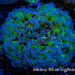 Ultra Hammer Coral -  WYSIWYG 5cm A2R6B1 Ultra Hammer Coral -  WYSIWYG 5cm A2R6B1 Aquarium Decor Ultra Hammer Coral -  WYSIWYG 5cm A2R6B1 Zeo Box Reef