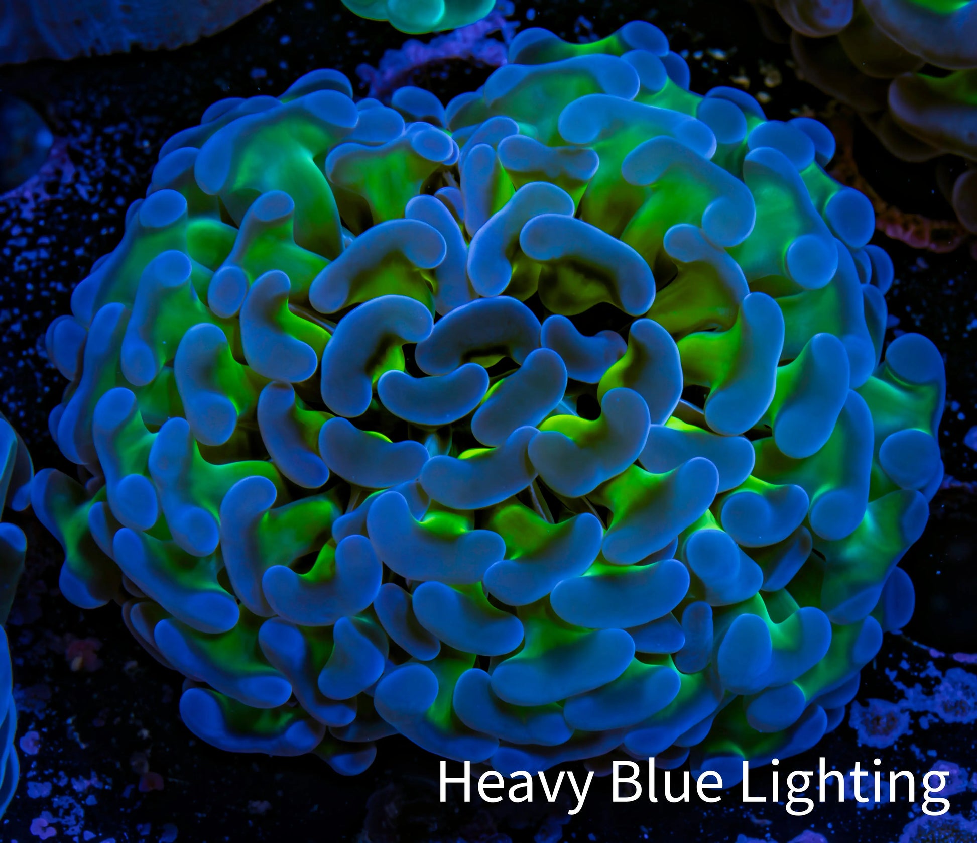 Ultra Hammer Coral -  WYSIWYG 5cm A2R6B1 Ultra Hammer Coral -  WYSIWYG 5cm A2R6B1 Aquarium Decor Ultra Hammer Coral -  WYSIWYG 5cm A2R6B1 Zeo Box Reef
