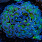 Ultra Hammer Coral -  WYSIWYG 5cm A2R6B1 Ultra Hammer Coral -  WYSIWYG 5cm A2R6B1 Aquarium Decor Ultra Hammer Coral -  WYSIWYG 5cm A2R6B1 Zeo Box Reef