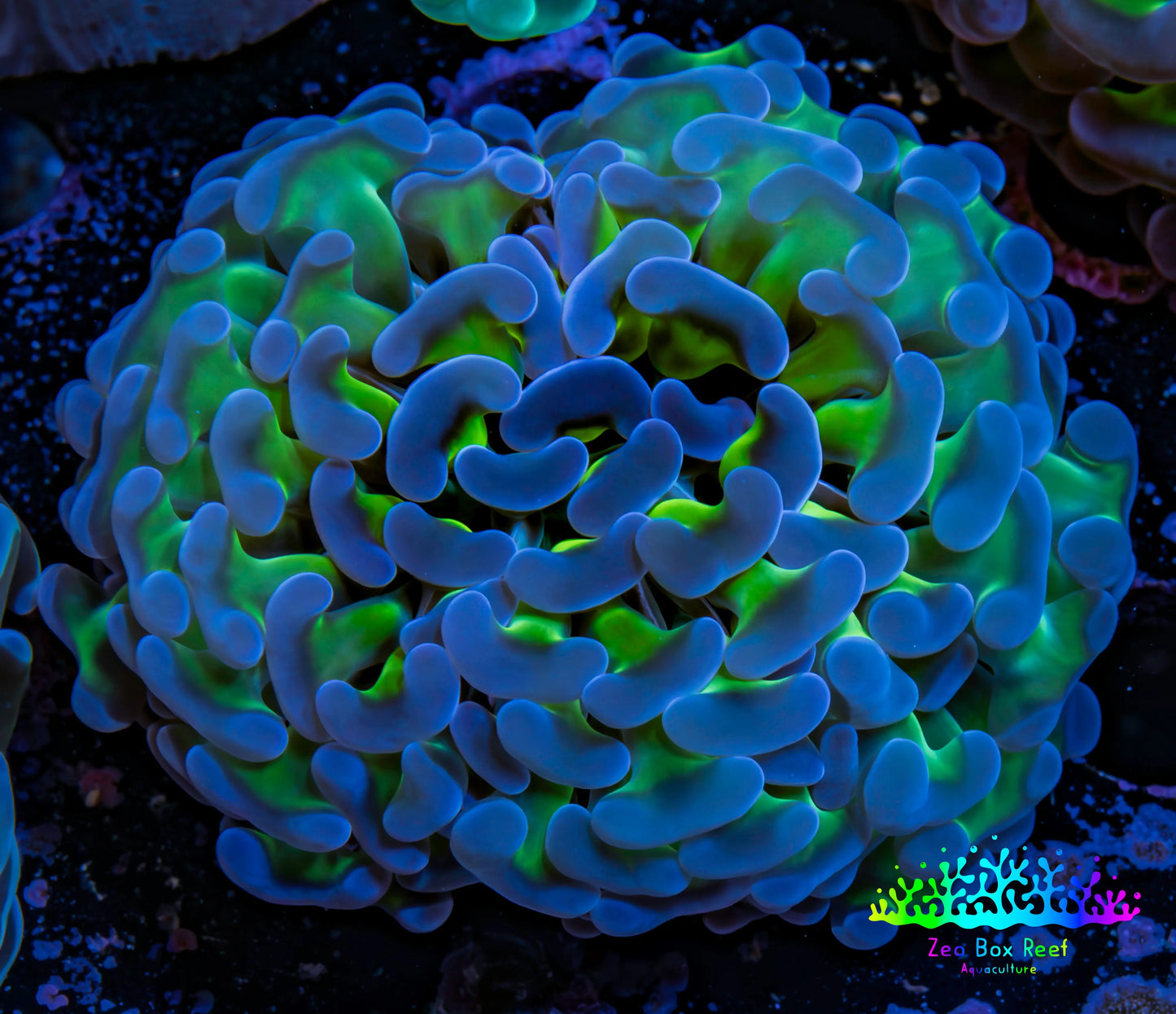 Ultra Hammer Coral -  WYSIWYG 5cm A2R6B1 Ultra Hammer Coral -  WYSIWYG 5cm A2R6B1 Aquarium Decor Ultra Hammer Coral -  WYSIWYG 5cm A2R6B1 Zeo Box Reef