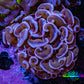 Ultra Hammer Coral -  WYSIWYG 5cm B3R6B1 - Ultra Hammer Coral -  WYSIWYG 5cm B3R6B1 - Aquarium Decor Ultra Hammer Coral -  WYSIWYG 5cm B3R6B1 - Zeo Box Reef