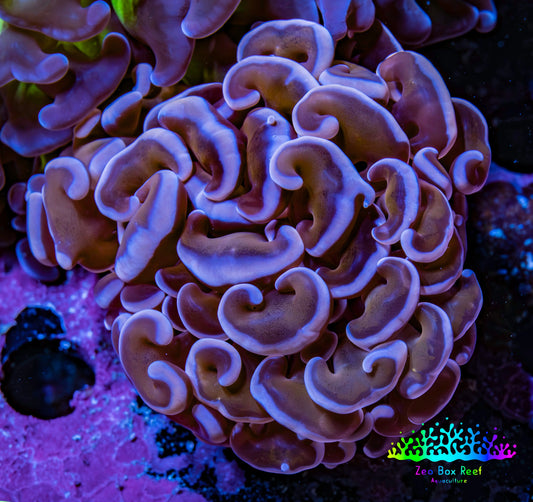 Ultra Hammer Coral -  WYSIWYG 5cm B3R6B1 - Ultra Hammer Coral -  WYSIWYG 5cm B3R6B1 - Aquarium Decor Ultra Hammer Coral -  WYSIWYG 5cm B3R6B1 - Zeo Box Reef