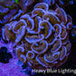 Ultra Hammer Coral -  WYSIWYG 5cm B3R6B1 - Ultra Hammer Coral -  WYSIWYG 5cm B3R6B1 - Aquarium Decor Ultra Hammer Coral -  WYSIWYG 5cm B3R6B1 - Zeo Box Reef