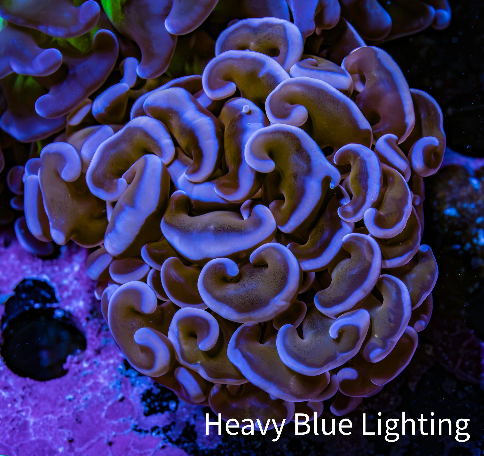 Ultra Hammer Coral -  WYSIWYG 5cm B3R6B1 - Ultra Hammer Coral -  WYSIWYG 5cm B3R6B1 - Aquarium Decor Ultra Hammer Coral -  WYSIWYG 5cm B3R6B1 - Zeo Box Reef
